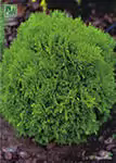    <BR>Thuja occidentalis 
            'Little Gem'